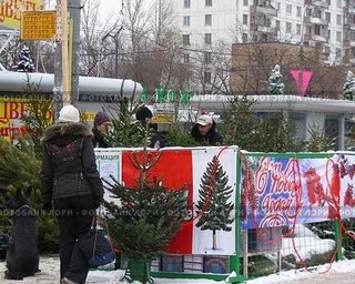 В Киеве откроют 144 елочных базара