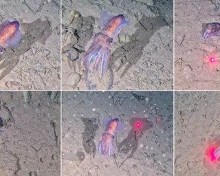 Вчені виявили дивовижну морську тварину там, де її ніколи раніше не бачили (відео)