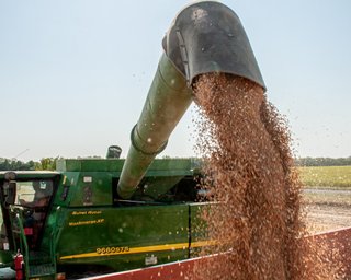 Венгрия запретила импорт 25 агропродуктов и зерновых из Украины — СМИ