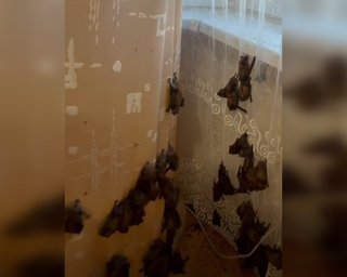 Висели на шторах: в квартиру киевлянки во время миграции залетели сотни летучих мышей (видео)