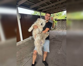 "Новая почта" нашла собаку, которую ее сотрудники выбросили на жару: скандал не закончился (фото)