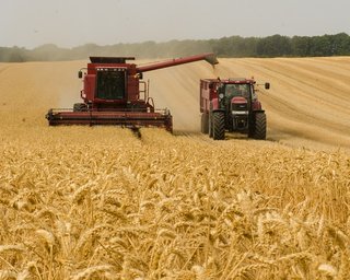 "Готовы к тесному сотрудничеству": Венгрия поможет вывозить зерно из Украины