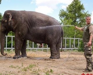 В киевский зоопарк везут трех слонов