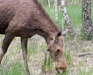 Радиоактивный заповедник. Как живут краснокнижные животные в Чернобыльской зоне (видео)