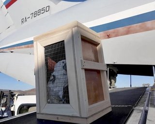 Какаду за солдат КНДР: Путин подарил Ким Чен Ыну более 70 животных из Московского зоопарка