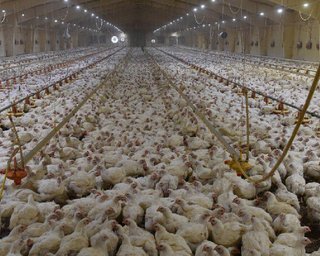 Производители курятины в Украине заявили о возможной остановке фабрик из-за цен на газ