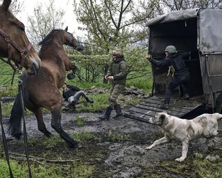 Бродили між воронок: ЗСУ евакуювали коней, що втекли, із зони боїв на Донбасі (фото, відео)