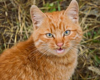 Руді коти дійсно особливі: вчені це підтвердили (фото)