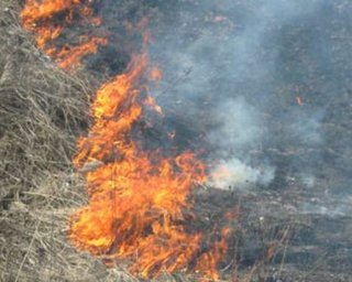 Под Киевом горело 2,5 гектара травы