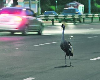 Из зоопарка сбежал журавль и гулял по центру Киева