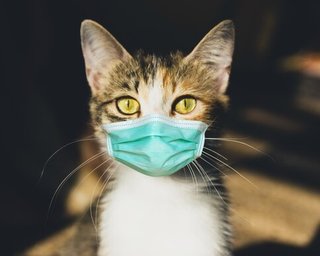 "Можлива передача тваринам": ВООЗ закликала хворих COVID обмежити контакти з домашніми улюбленцями