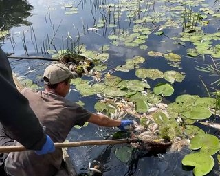 Лодками собирают мертвую рыбу: для восстановления экосистемы Сейма и Десны понадобятся 2-3 года