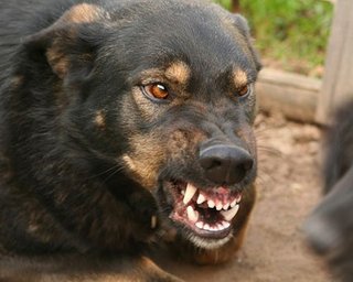 В Киеве бездомные собаки царапают и грызут автомобили