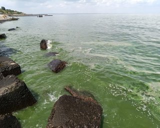 Зеленое и со стволами деревьев в воде: как выглядит Черное море возле Одессы (фото, видео)