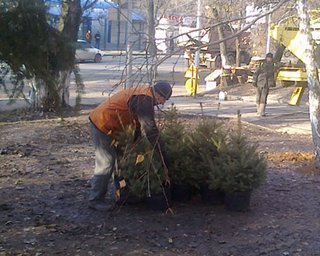 В Донецке на месте палаток чернобыльцев срочно высаживают елки