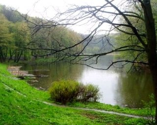 Киевского экс-чиновника поймали на дерибане леса