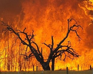Лесные пожары в России: число погибших достигло 34 человек 