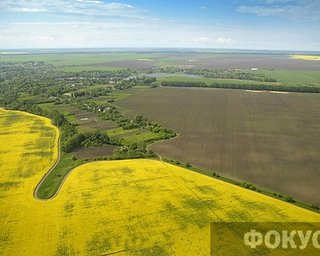 Зеленая нефть. Украинские аграрии с пшеницы переходят на рапс
