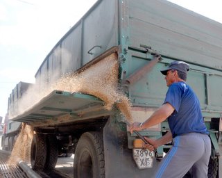 Китай готовий купувати крадене українське зерно за безцінь у Росії, — ЗМІ