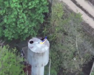 ЗСУ встановили прапор в Козачих Лагерях і ловлять окупантів "на живця" (відео)