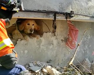 В Турции спасли собаку, которая провела под завалами 200 часов (видео)