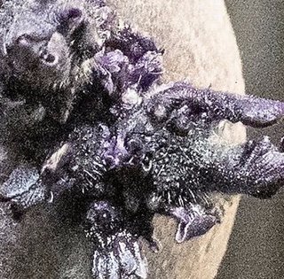 Знищіть його вогнем: на борту МКС знайдено об'єкт зі щупальцями, схожий на "Чужого" (фото)