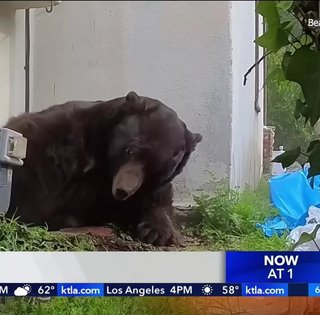 Величезний ведмідь місяць жив у будинку американця, відмовляючись виселятись: як розселяли "квартирантів"