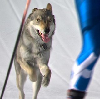 Чергова НС на Олімпіаді 2026: "вовк" зірвав лижну гонку (відео)