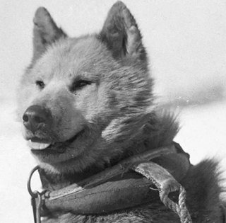 Всех собак изгнали из Антарктиды в 1994 году: чем животные не угодили людям (видео)