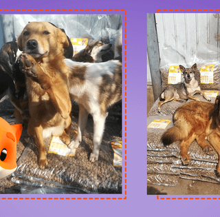 "Ф-підтримка" в дії: допомогу вже отримали понад 6 тисяч чотирилапих