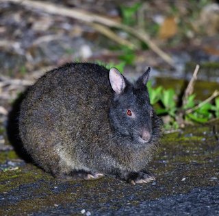 Назван самый необычный кролик в мире: живое ископаемое готического вида (видео)