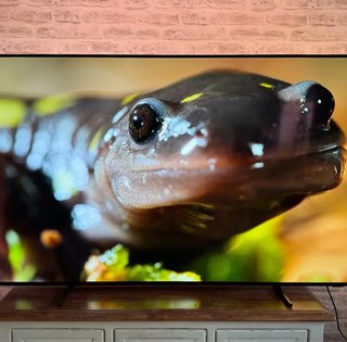 Лучший бюджетный OLED-телевизор 2026 года: какую модель советуют эксперты (фото)