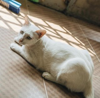 Мужчина приютил бездомную кошку: через несколько дней его ждал сюрприз (фото)