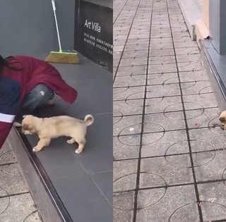 Дівчинка вчила цуценя подолати страх висоти: урок став інтернет-хітом (відео)