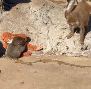 На одинокого обезьянку Панча напала разъяренная взрослая макака: он нашел утешение в игрушке (видео)