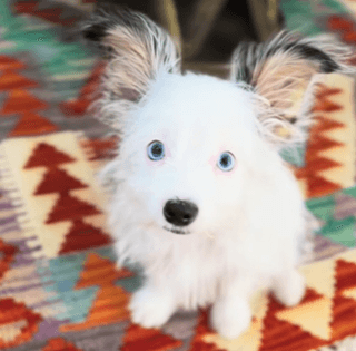 Женщина приютила милого щенка, но не была готова к тому, что вырастет (фото)