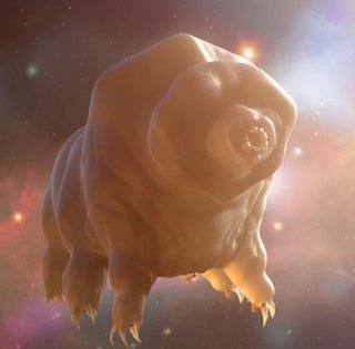 Учені нарешті знайшли спосіб, як убити "безсмертних" тихоходок (фото)