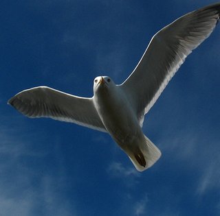 Крылатые рекорды. 7 примечательных птиц, живущих на реках Украины