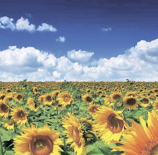 Полевой звонок