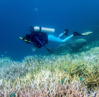 Половина всіх коралових рифів у світі спустошена: щось знищує їх останні три роки (фото)