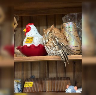 Переплутали з експонатом: сова задрімала просто на полиці антикварного магазину (фото)