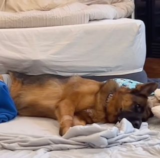 Подружжя взяло німецьку вівчарку, щоб та охороняла будинок, але є нюанс (відео)