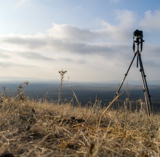 Неожиданный гость из пустыни: камера зафиксировала животное, которое не надеялись увидеть (видео)