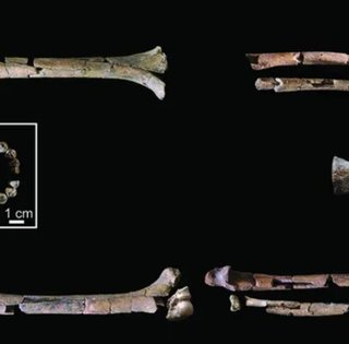 Дивні руки: виявлено найповніший скелет предка людини, який жив 2 млн років тому (фото)