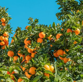 Популярный продукт может исчезнуть с полок: кризис цитрусовой индустрии уже начался, — СМИ