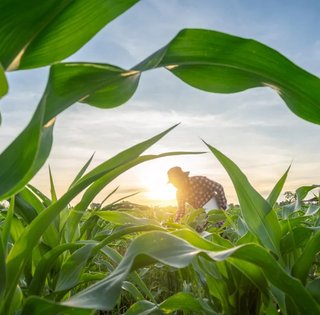 Только одна страна в мире может самостоятельно себя прокормить: как ей это удается