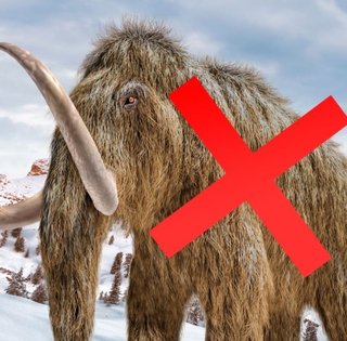 Кости мамонта, хранившиеся в музее 75 лет, оказалось принадлежат неожиданному животному (фото)