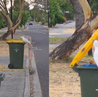 "Навіть птахи в курсі": папуга підірвав мережу талантом пошуку вторсировини (відео)