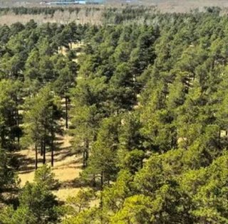 Большая зеленая стена: крупнейшую пустыню Китая превратили в поглотитель углекислого газа (фото)