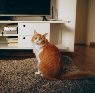 Владелец оставил кота одного лишь на одну ночь: то, что он увидел по возвращении, разбило ему сердце (фото)